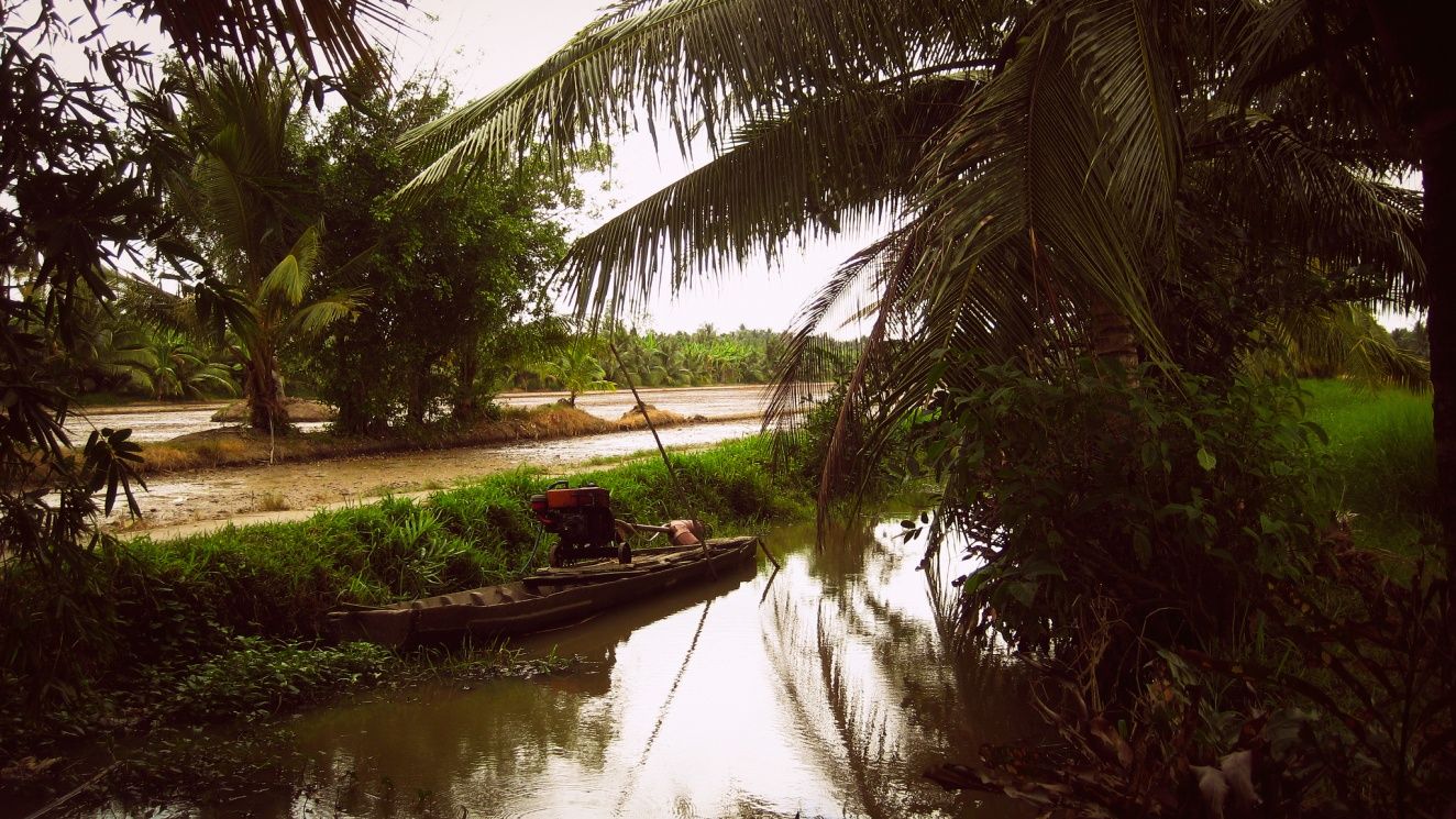 Bong dua Ben Tre