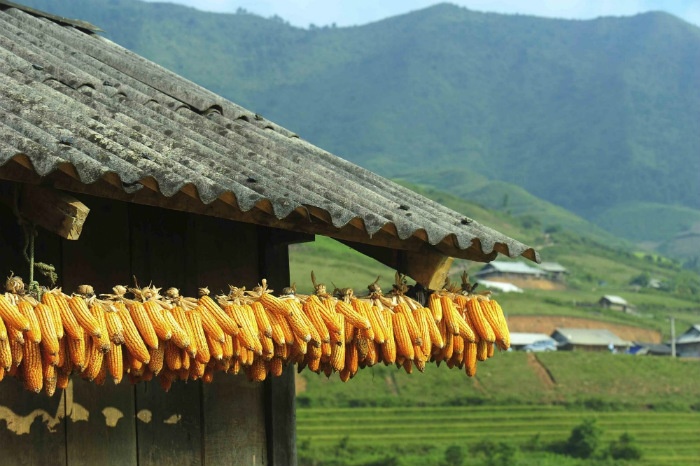 Sapa-Thu hoạch bắp ngô ở Lao Chải