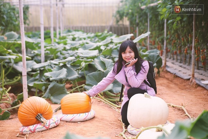 Đà Lạt - Những quả nhỏ hơn có trọng lượng khoảng 30kg, gồm 2 màu trắng và đỏ.