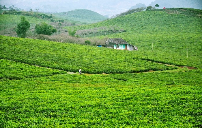 Mộc Châu không chỉ có bạt ngàn chè xanh