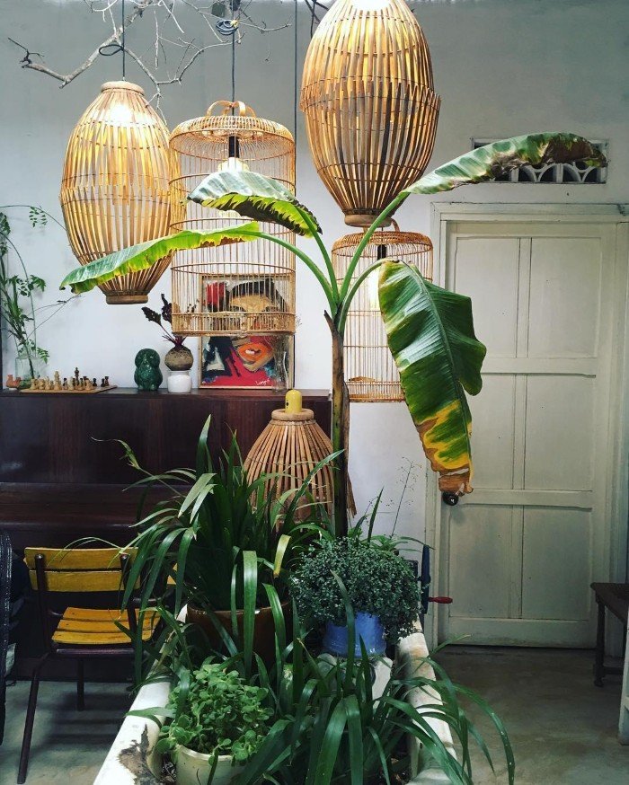 Vườn cây giữa nhà - Ảnh: mai.nami